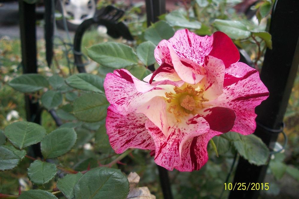 Photo of Large-Flowered Climbing Rose (Rosa 'Fourth of July') uploaded by Hazelcrestmikeb