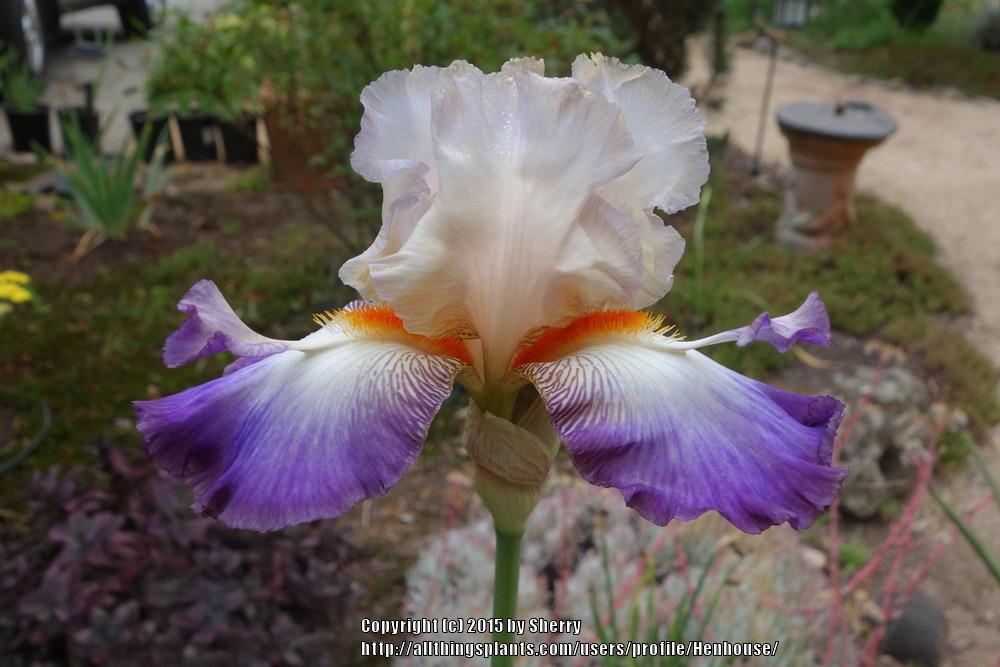 Photo of Tall Bearded Iris (Iris 'Wings at Dawn') uploaded by Henhouse