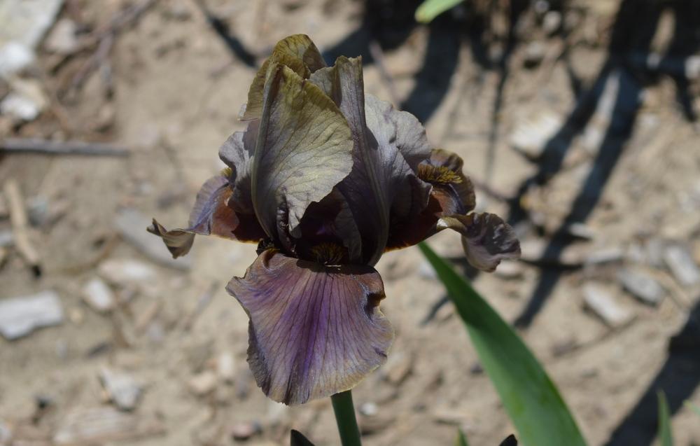 Photo of Border Bearded Iris (Iris 'Jungle Shadows') uploaded by KentPfeiffer