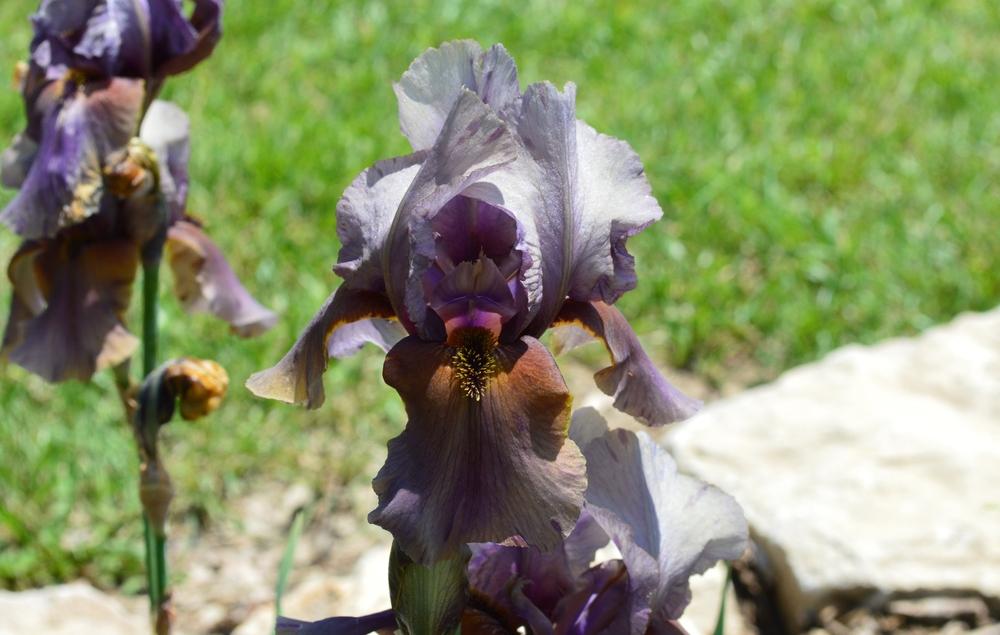 Photo of Border Bearded Iris (Iris 'Jungle Shadows') uploaded by KentPfeiffer