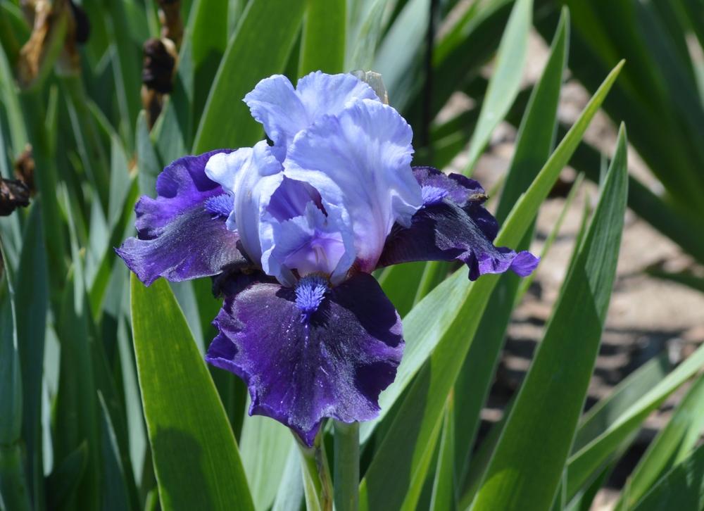 Photo of Intermediate Bearded Iris (Iris 'Hellcat') uploaded by KentPfeiffer