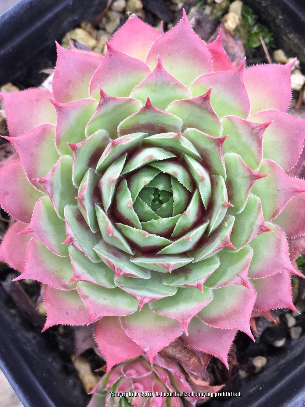Photo of Hen and Chicks (Sempervivum 'Pluto') uploaded by Patty
