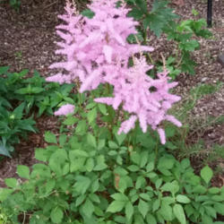 Location: Riverhead, NY
Date: Late June 2015
beautiful specimen has inspired me to plant more astilbes.