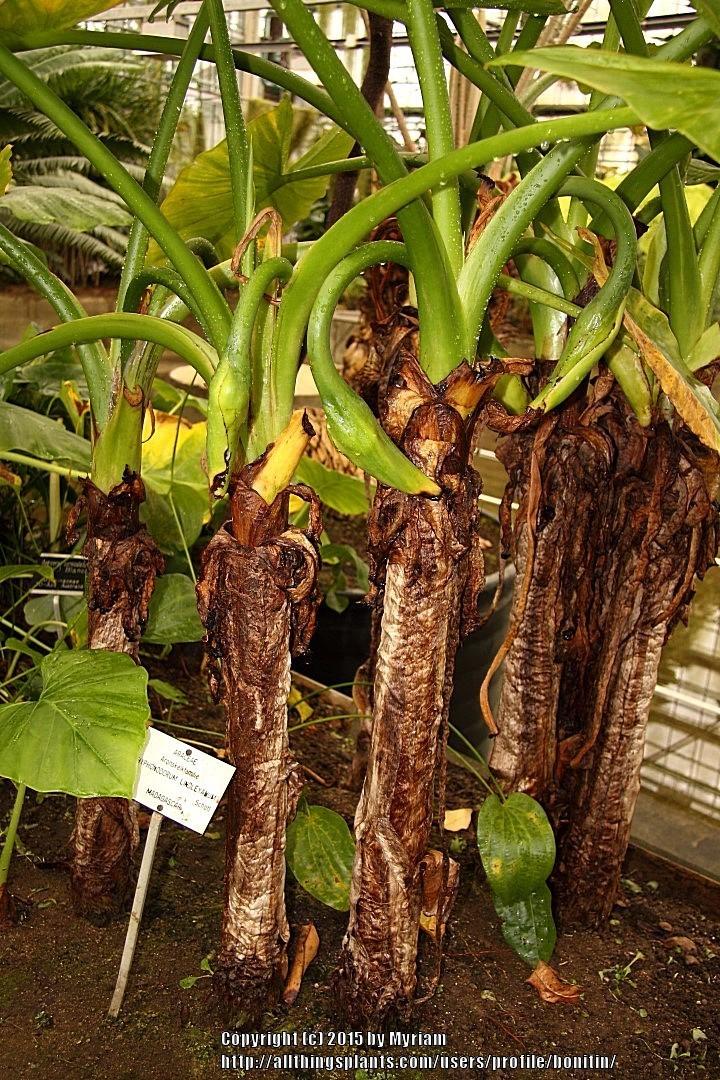 Photo of Typhonodorum (Typhonodorum lindleyanum) uploaded by bonitin