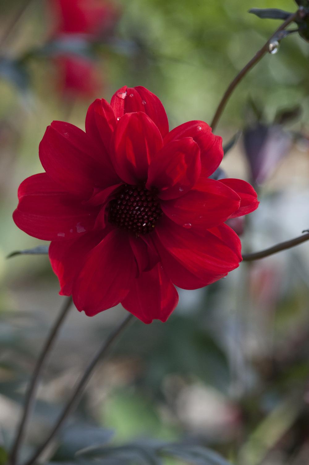 Photo of Dahlia 'Bishop of Llandaff' uploaded by cliftoncat