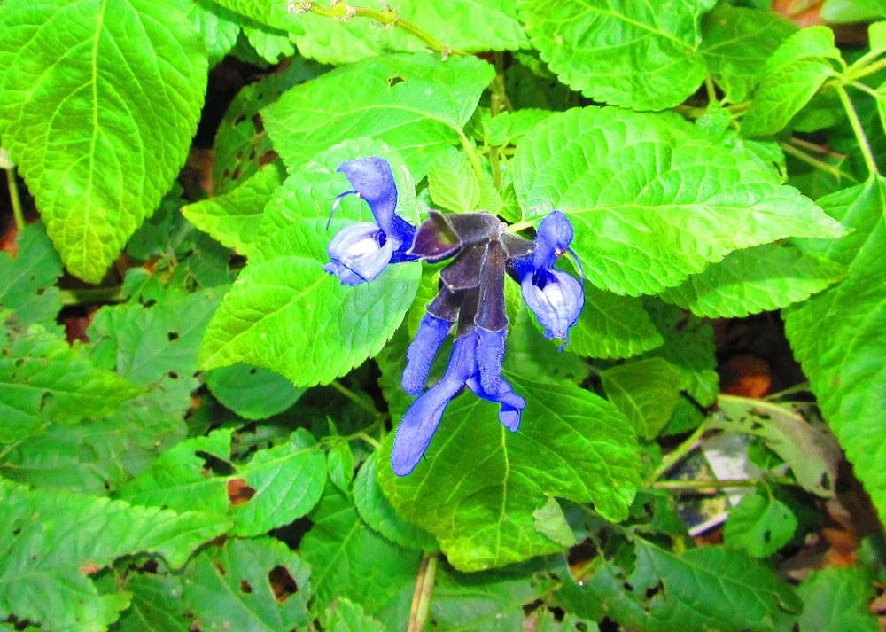 Photo of Anise-Scented Sage (Salvia coerulea 'Black and Blue') uploaded by jmorth