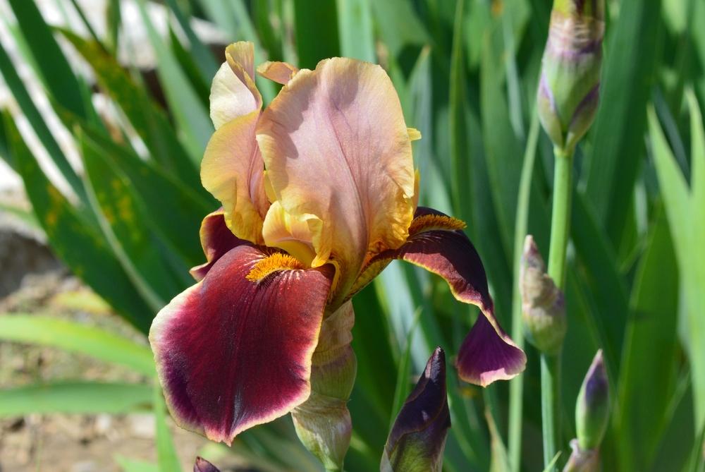 Photo of Tall Bearded Iris (Iris 'Persian Robe') uploaded by KentPfeiffer