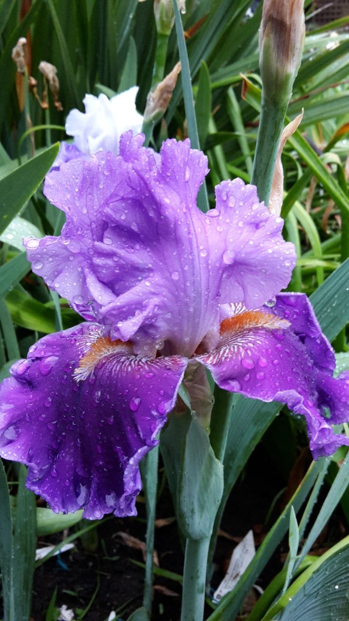Photo of Tall Bearded Iris (Iris 'Louisa's Song') uploaded by MissJessGiddings