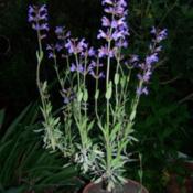 My one year old Salvia officinalis, grown from seeds, is not only