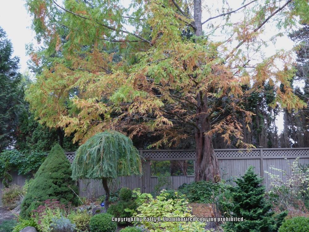 Photo of Dawn Redwood (Metasequoia glyptostroboides) uploaded by Patty