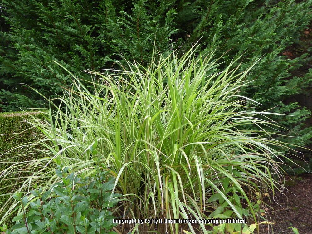 Photo of Eulalia (Miscanthus sinensis 'Cabaret') uploaded by Patty