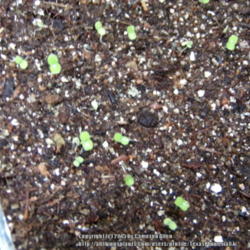 Location: Plano, TX
Date: 2015-10-26
These took 5 days to germinate.