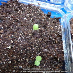 Location: Plano, TX
Date: 2015-10-26
These took 5 days to germinate.