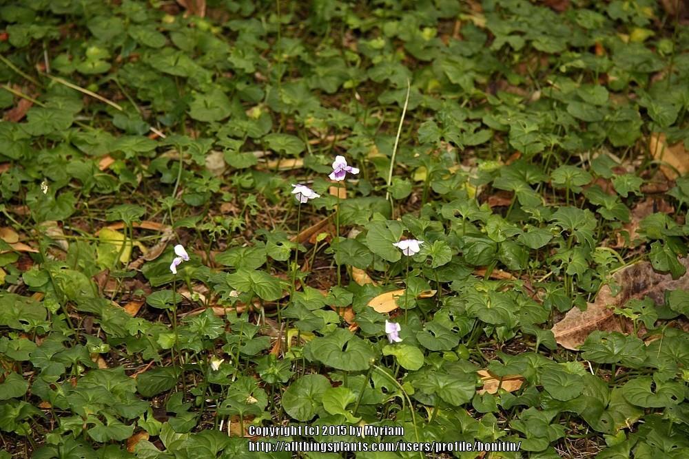 Photo of Ivy-Leaf Violet (Viola hederacea) uploaded by bonitin