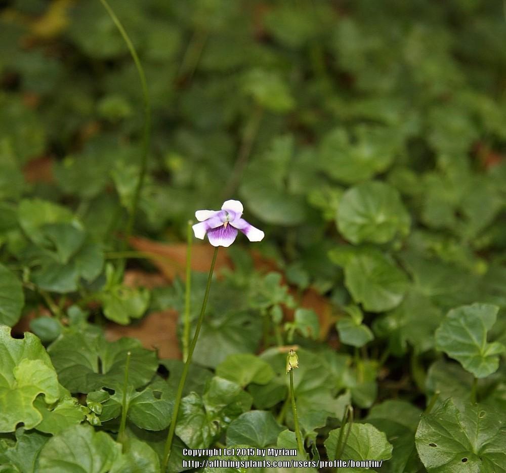 Photo of Ivy-Leaf Violet (Viola hederacea) uploaded by bonitin