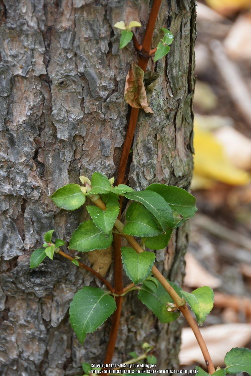 Photo of Climbing Hydrangea (Hydrangea anomala subsp. petiolaris) uploaded by treehugger