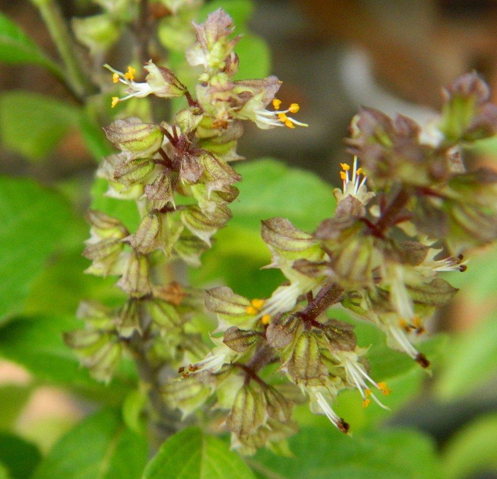 Photo of Tree Basil (Ocimum gratissimum) uploaded by wildflowers