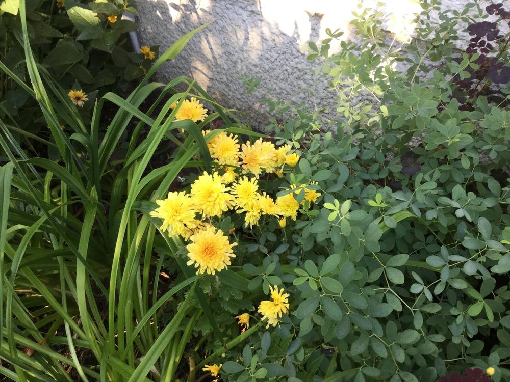 Photo of Chrysanthemum uploaded by DebbieC