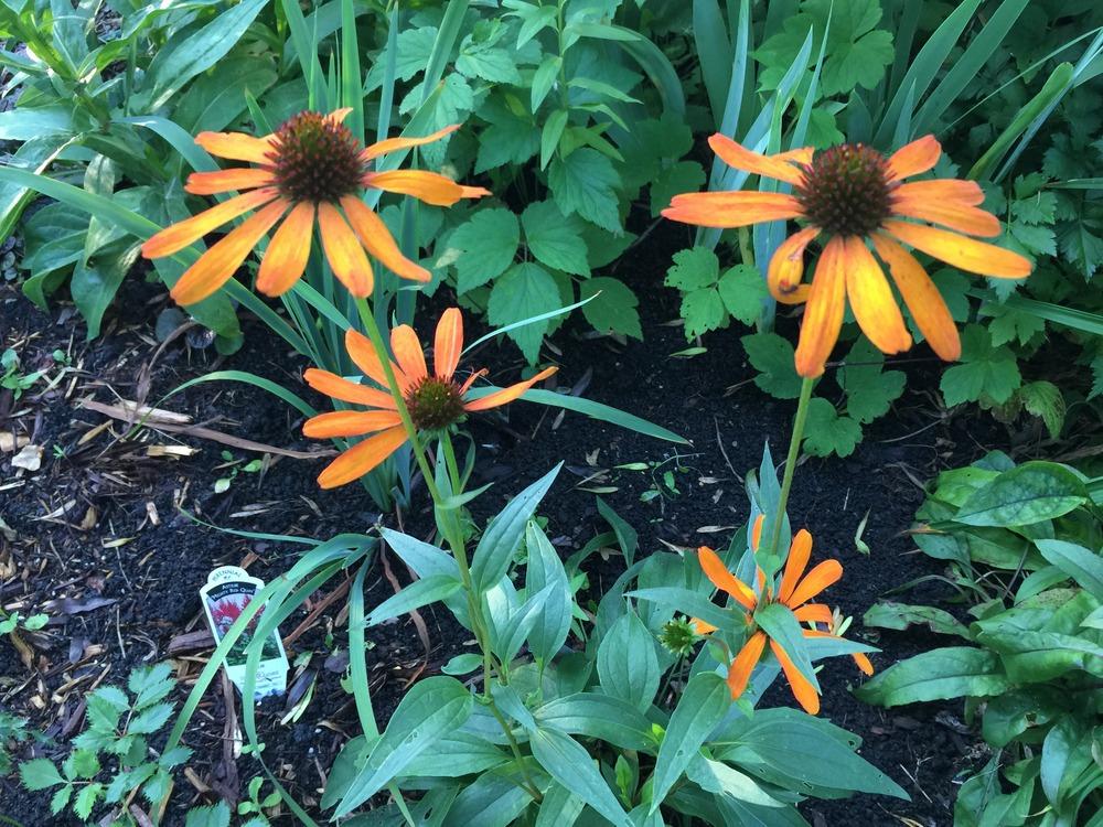 Photo of Coneflower (Echinacea 'Tiki Torch') uploaded by DebbieC