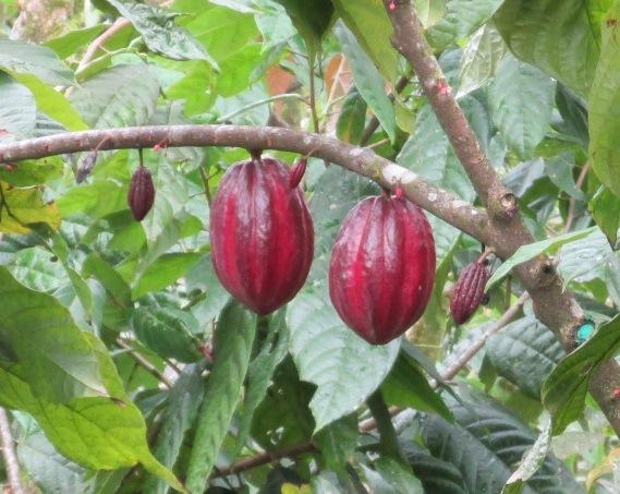 Photo of Cocoa Tree (Theobroma cacao) uploaded by Dutchlady1