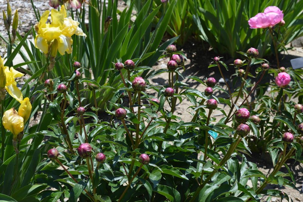 Photo of Peony (Paeonia lactiflora 'Queen of Sheba') uploaded by KentPfeiffer
