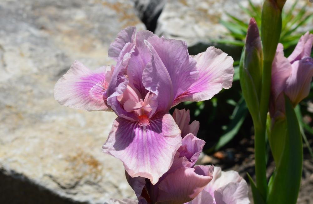 Photo of Intermediate Bearded Iris (Iris 'Raspberry Blush') uploaded by KentPfeiffer