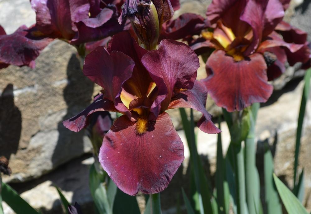Photo of Tall Bearded Iris (Iris 'Sheba's Queen') uploaded by KentPfeiffer