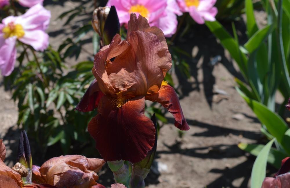 Photo of Tall Bearded Iris (Iris 'Prairie Flame') uploaded by KentPfeiffer