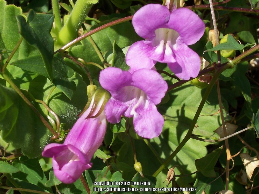 Photo of Climbing Snapdragon (Maurandya scandens 'Mystic Rose') uploaded by Mutisia