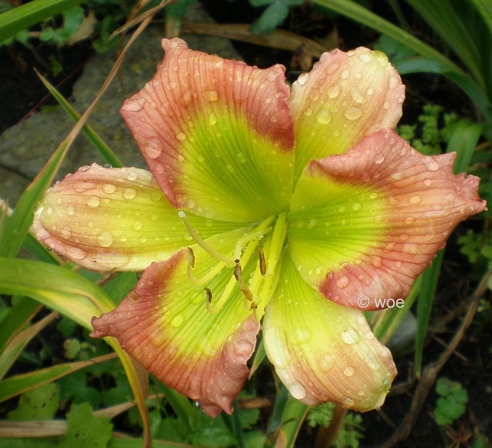 Photo of Daylily (Hemerocallis 'Search for Green Pastures') uploaded by mainstreet