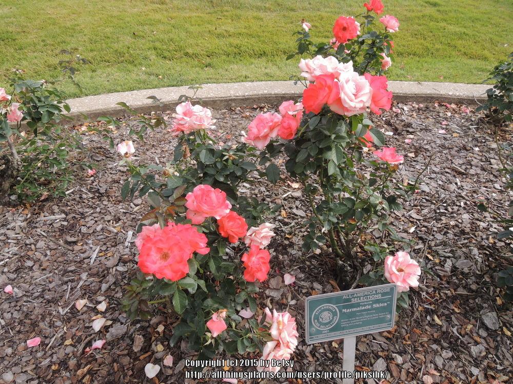 Photo of Rose (Rosa 'Marmalade Skies') uploaded by piksihk