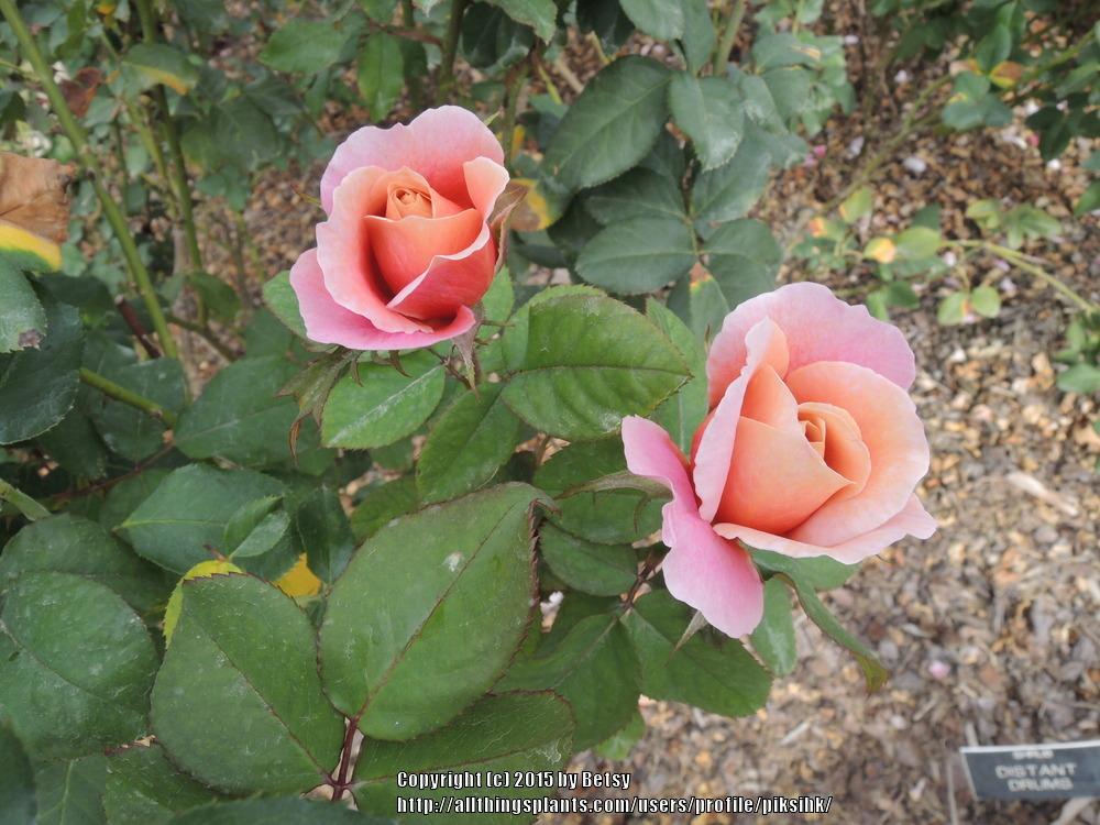 Photo of Rose (Rosa 'Distant Drums') uploaded by piksihk