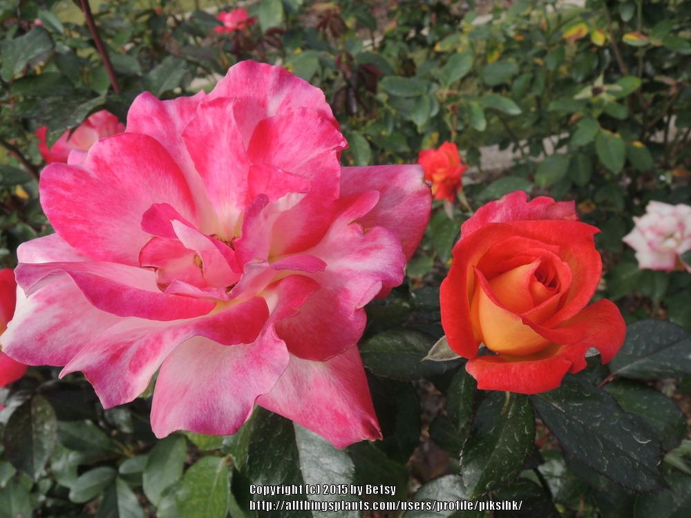 Photo of Rose (Rosa 'Rainbow Sorbet') uploaded by piksihk