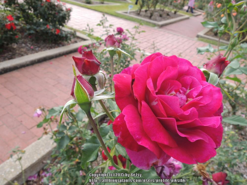 Photo of Rose (Rosa 'Wild Blue Yonder') uploaded by piksihk