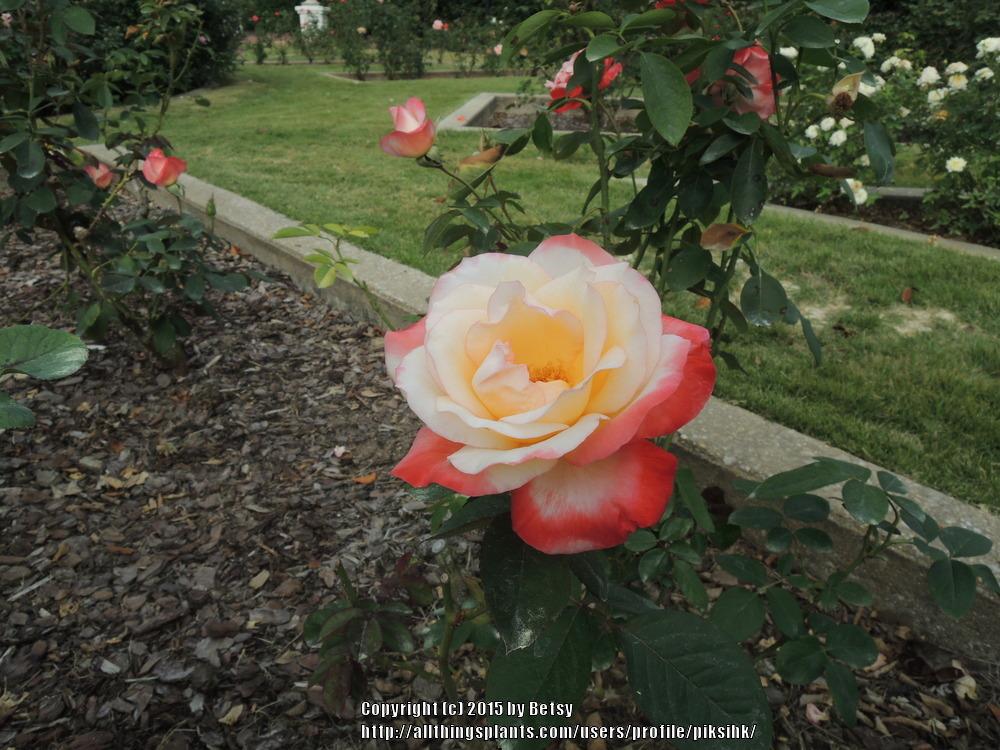 Photo of Rose (Rosa 'Gemini') uploaded by piksihk