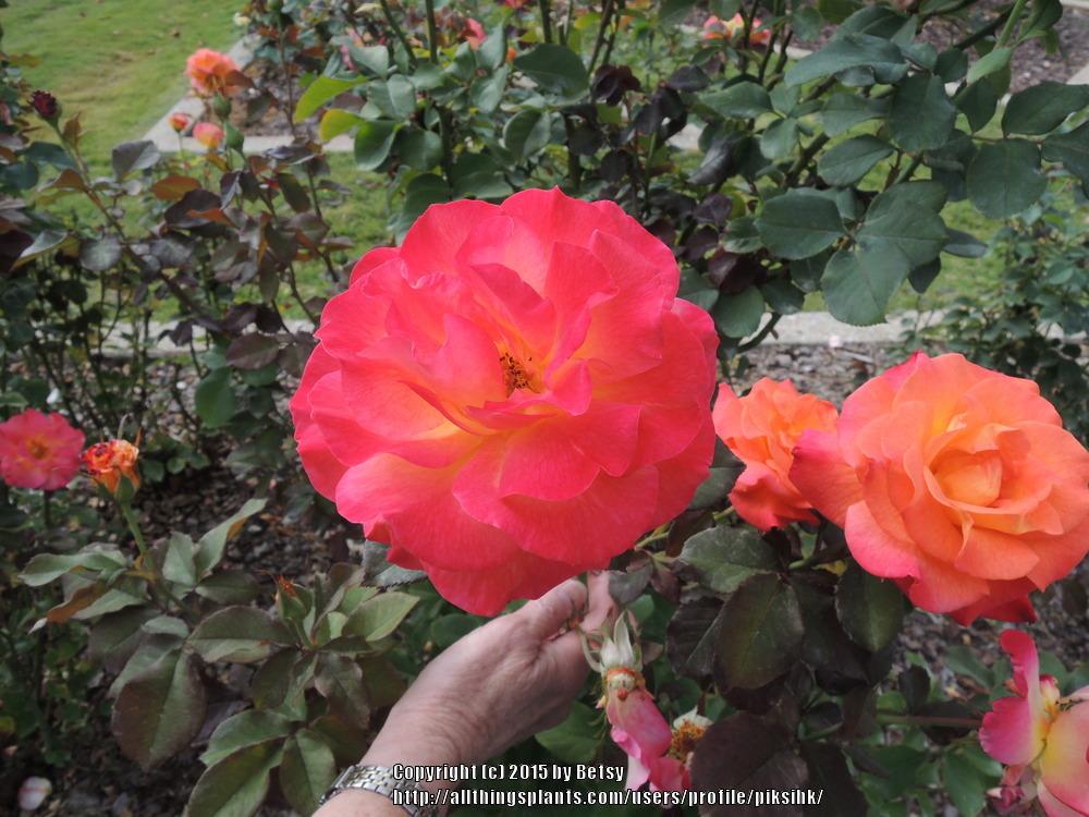 Photo of Rose (Rosa 'Mardi Gras') uploaded by piksihk