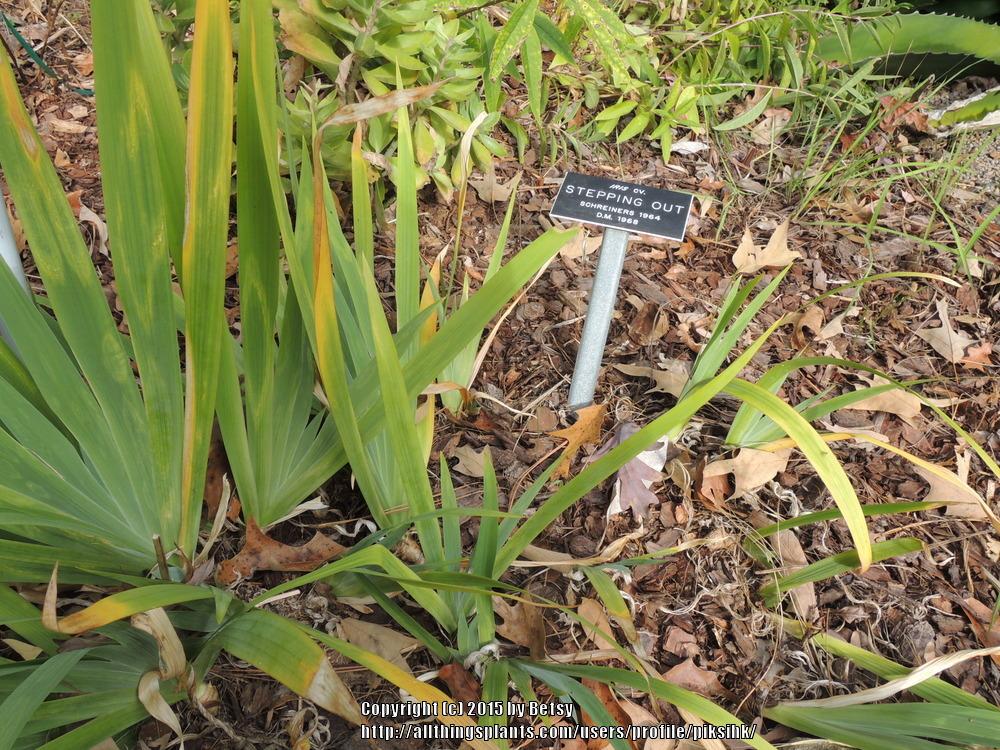 Photo of Tall Bearded Iris (Iris 'Stepping Out') uploaded by piksihk