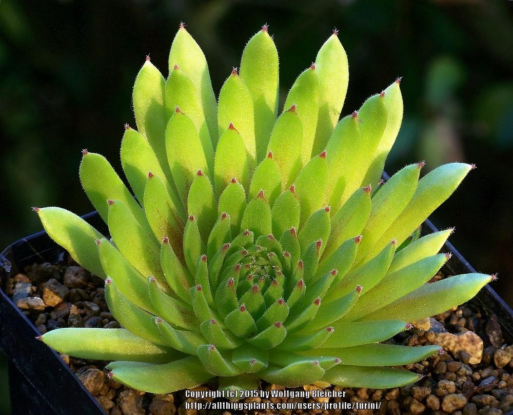 Photo of Hen and Chicks (Sempervivum 'Elaine') uploaded by turini