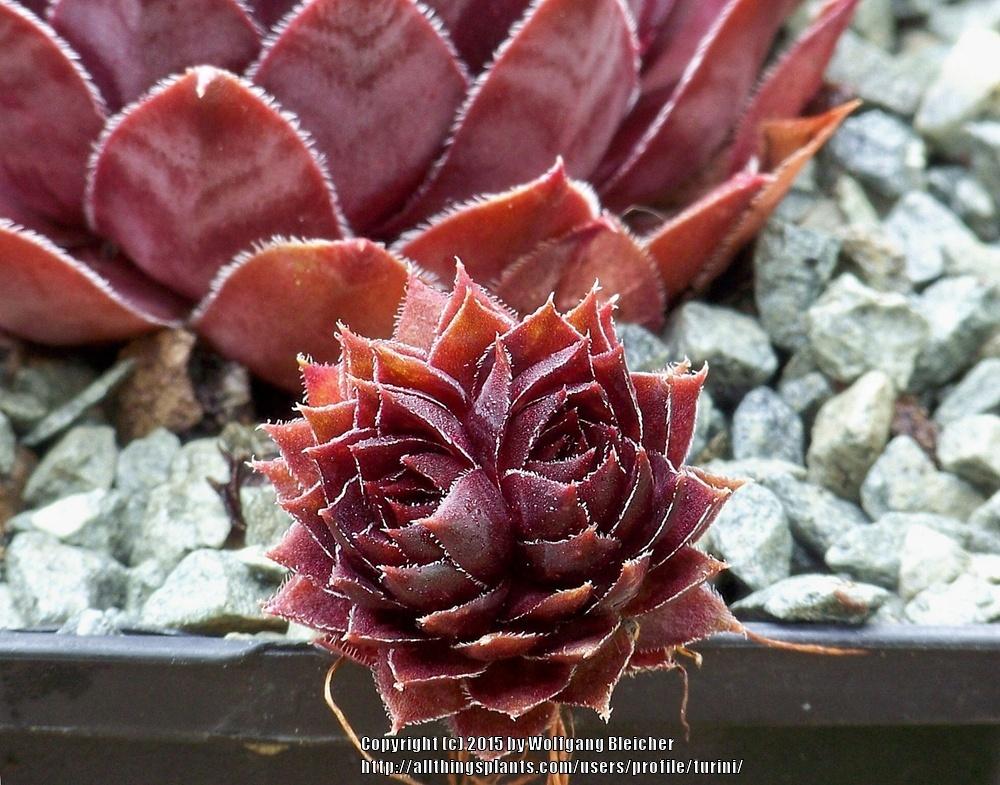 Photo of Hen and Chicks (Sempervivum 'Aalrika') uploaded by turini