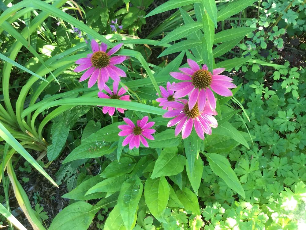 Photo of Coneflower (Echinacea purpurea PowWow® Wild Berry) uploaded by DebbieC