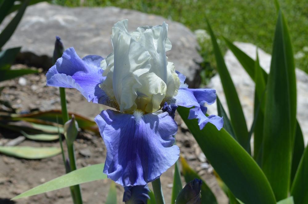 Photo of Tall Bearded Iris (Iris 'Stairway to Heaven') uploaded by KentPfeiffer
