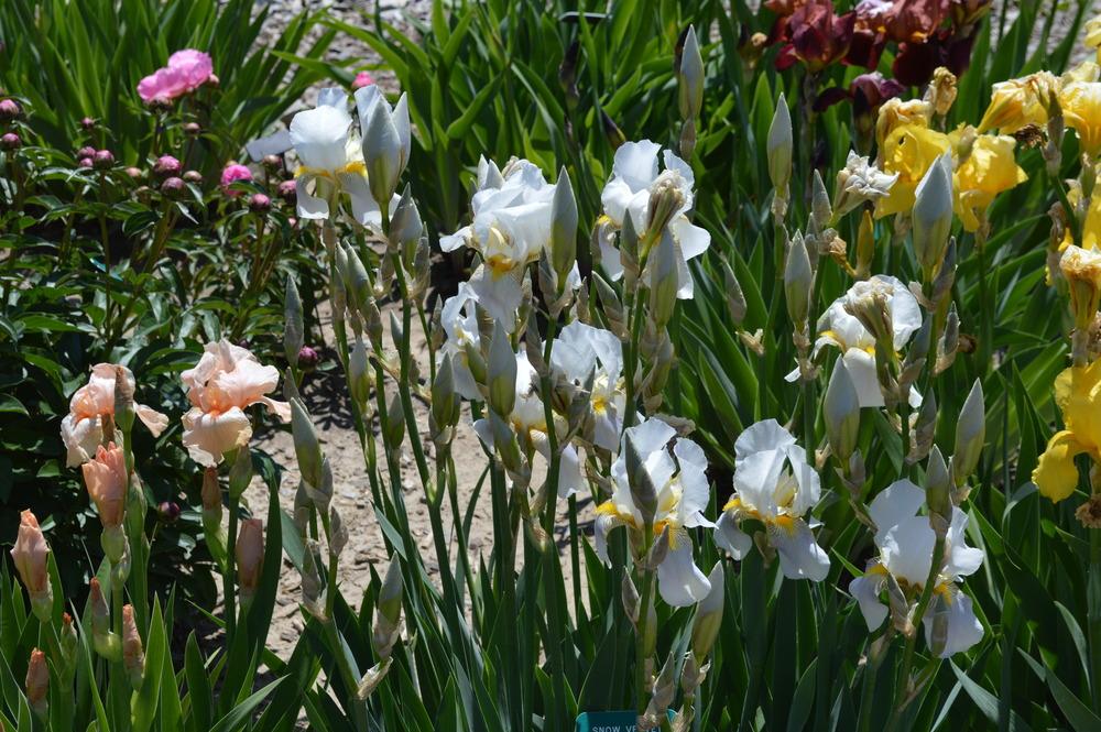 Photo of Tall Bearded Iris (Iris 'Snow Velvet') uploaded by KentPfeiffer