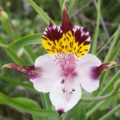 Another gorgeous Chilean endemic Alstroemeria species.  Thrives i