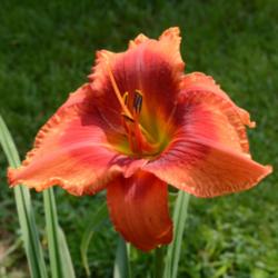 Location: A visit to BLUE RIDGE DAYLILIES in NC.
Date: 2015-10-28
This is one bright daylily!
