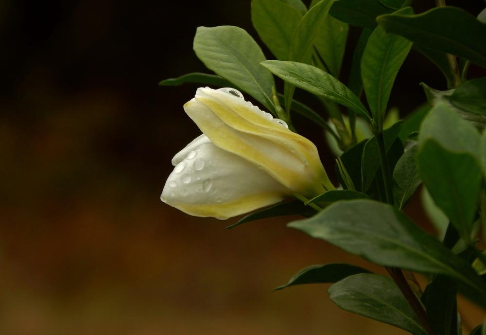 Photo of Gardenia (Gardenia jasminoides 'August Beauty') uploaded by SheilaC