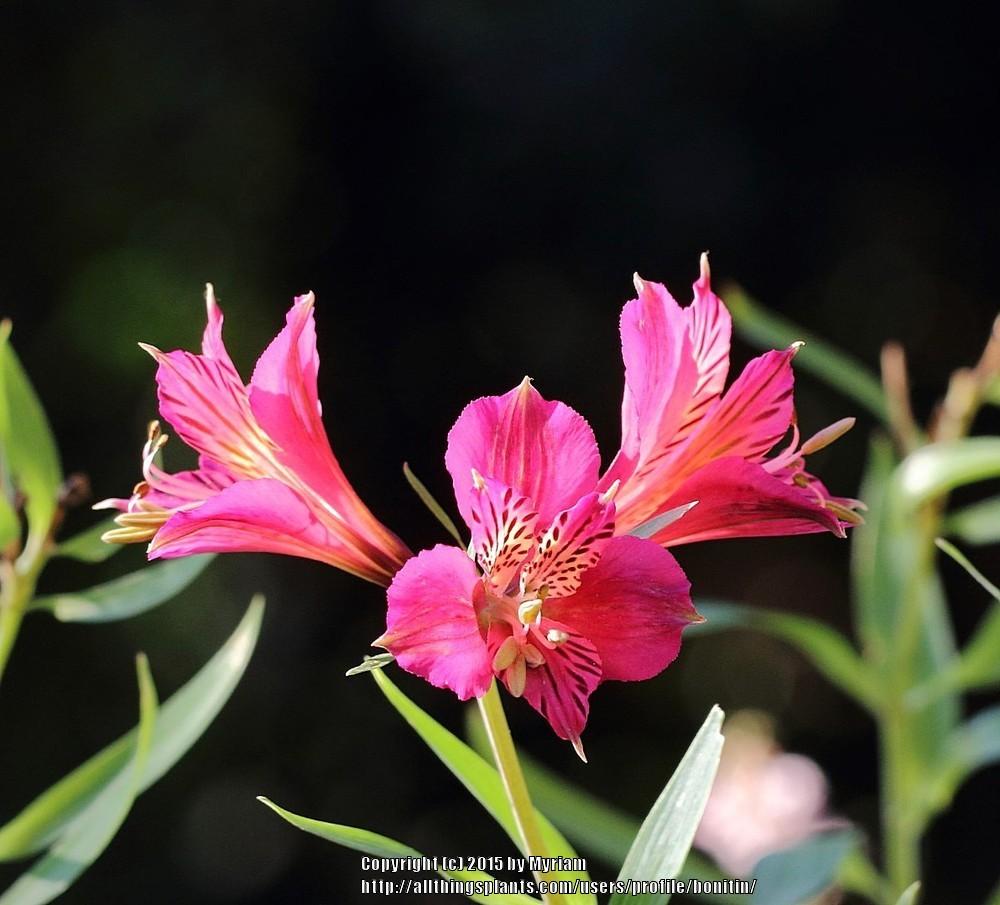 Photo of Peruvian Lily (Alstroemeria 'Mauve Majesty') uploaded by bonitin