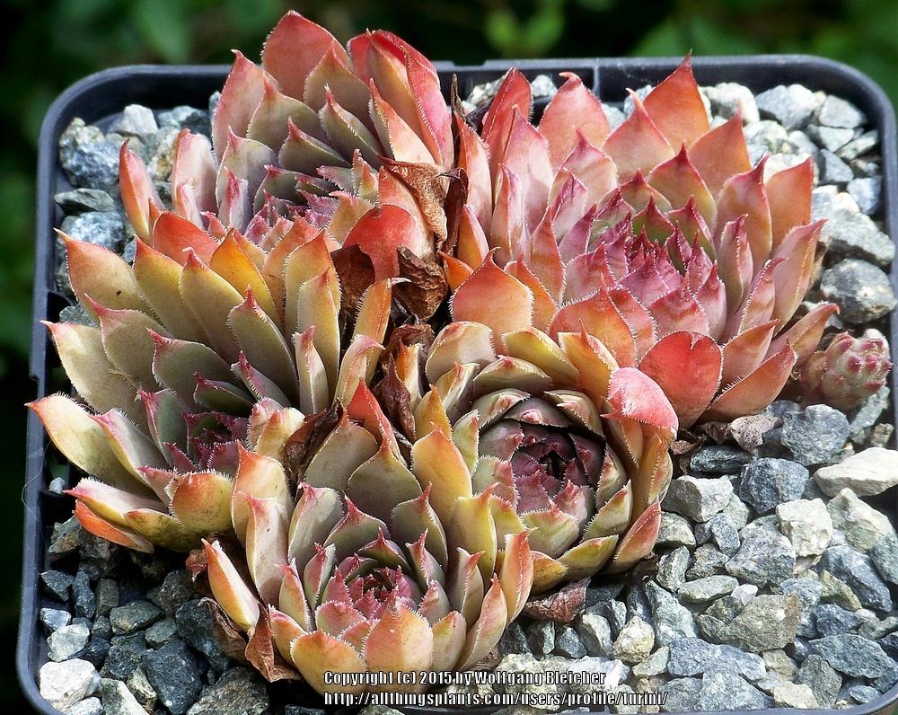 Photo of Hen and Chicks (Sempervivum 'Alise') uploaded by turini
