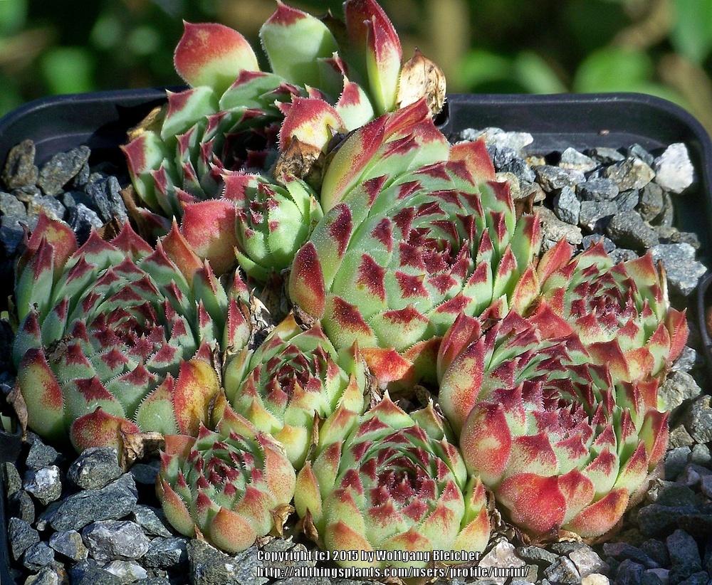 Photo of Hen and Chicks (Sempervivum calcareum from Guillaumes) uploaded by turini