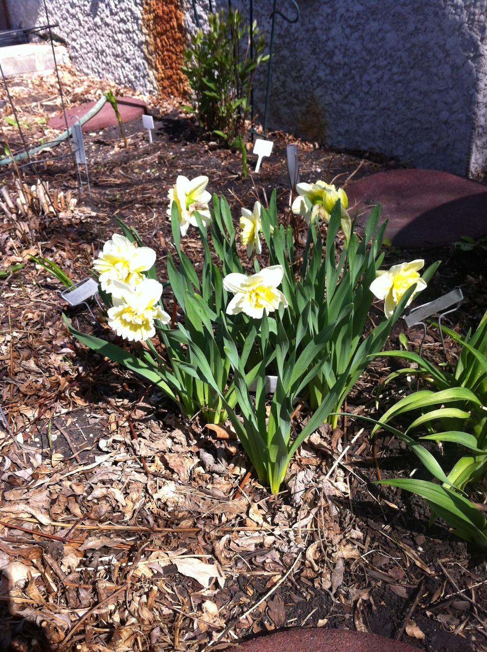 Photo of Double Daffodil (Narcissus 'Cheerfulness') uploaded by DebbieC