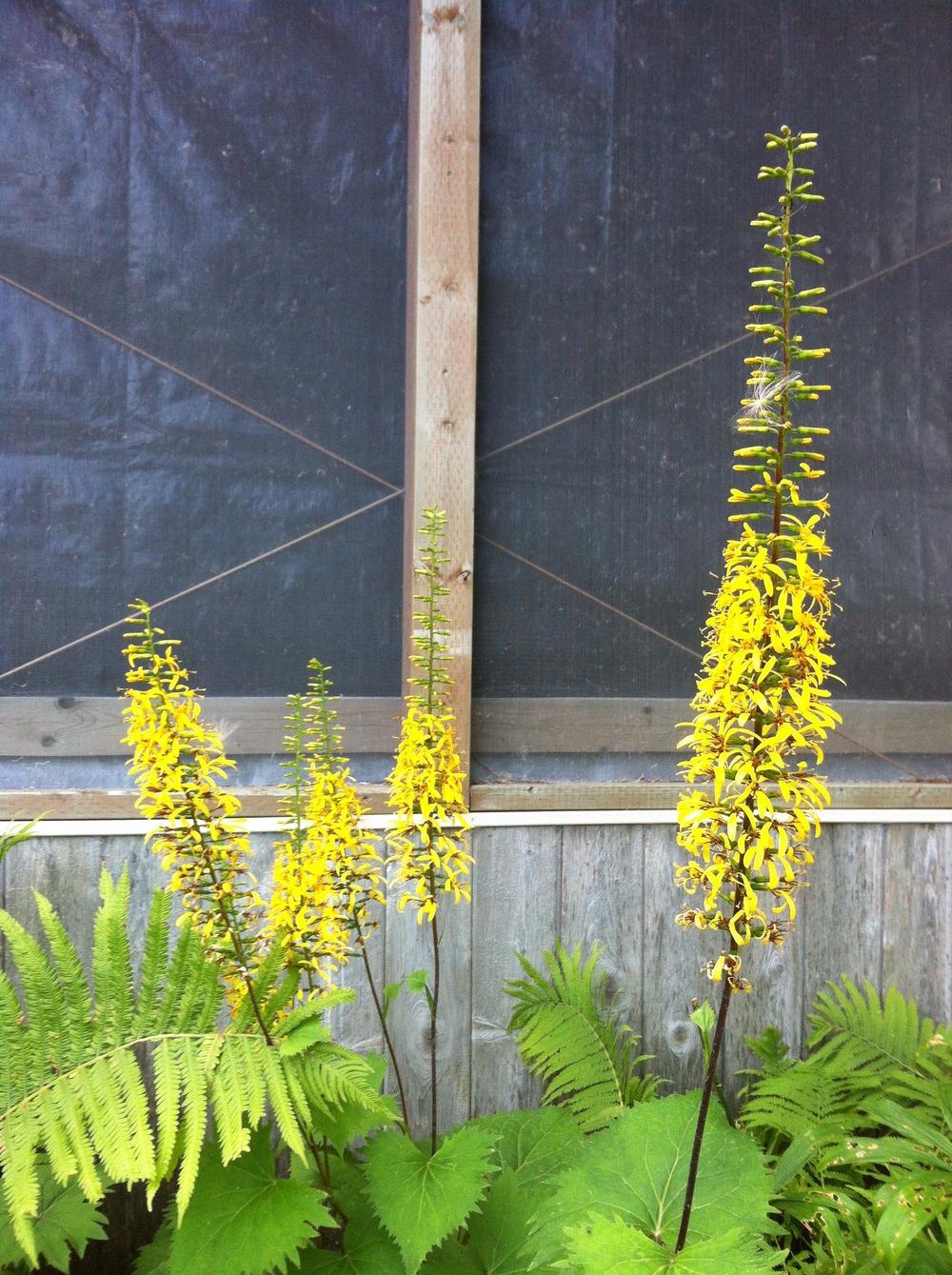 Photo of Ligularia 'The Rocket' uploaded by DebbieC
